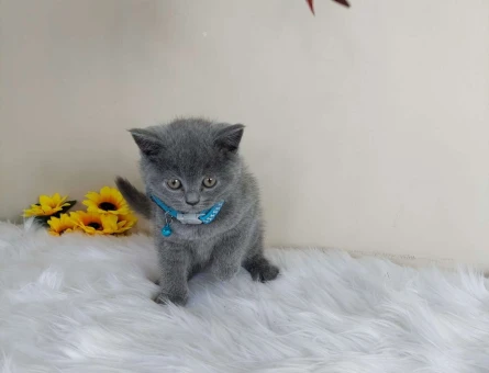 Muhteşem Orjinal Gri British Shorthair Yavrularımız