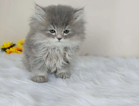 Safkan British Longhair Yavru Kedi