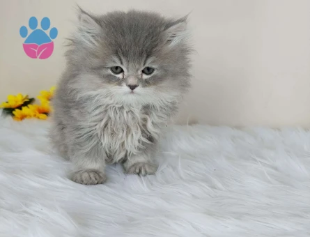 Safkan British Longhair Yavru Kedi