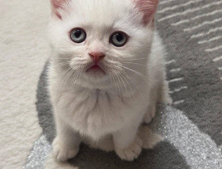 Kedime hâlâ sahiplendirmeyi bekliyorum tarihe aldanmayın mesaj atabilirsiniz