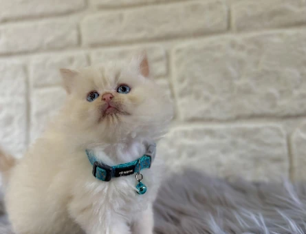 British Longhair Erkek 2 Aylık Red Point