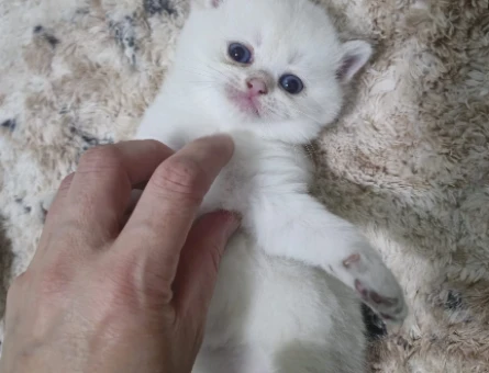 Secereli oğlumuzun safkan yavruları