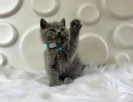 British Shorthair Gri Erkek