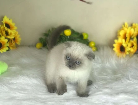 Scottish Fold Point Yavru Kedi