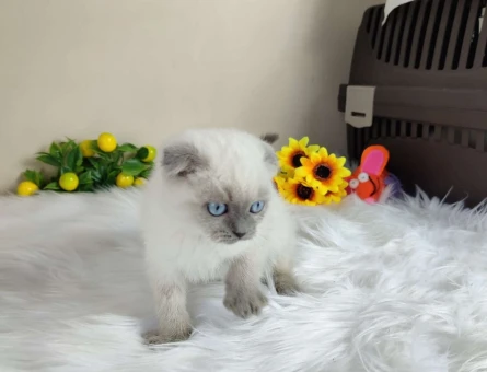 Muhteşem Scottish Fold Point Yavru Kedi