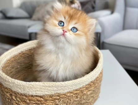 British Longhair Golden Erkek 2 Aylık