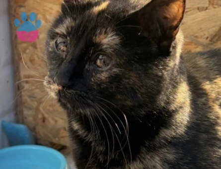 DÜNYALAR GÜZELİ TORTİ YUVA ARIYOR