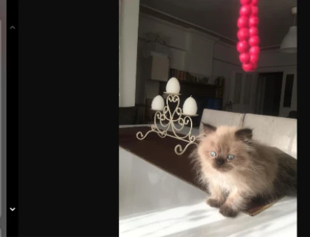 Duygularınızı değiştirecek bebislerim yeni ailelerini bekliyo