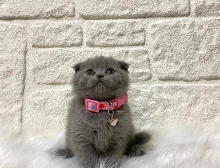 Scottish Fold Gri Dişi 2 Aylık Ayıcık Surat