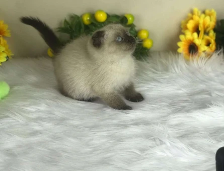 Scottish Fold Chocolate Point Yavru Kedi