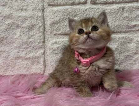 British Shorthair Tabby Dişi 2 Aylık