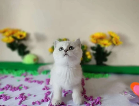 British Shorthair Ns11 Yavrularımız