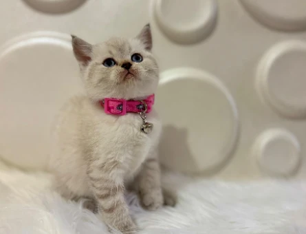 British Shorthair Lynx Point Dişi