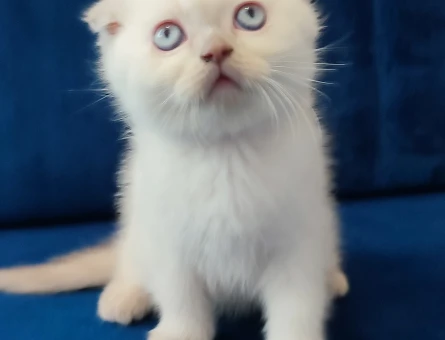 Secereli scottish fold straight Yavrular