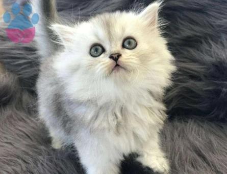British Shorthair Silver Ns11 Longhair Yavrularımız