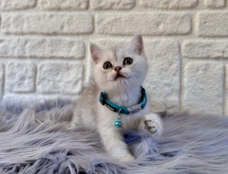 British Shorthair Silver Erkek 2 Aylık