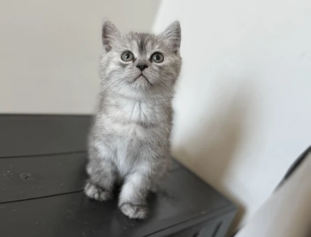 Safkan  Scottish&British Güzellikler Yuvaya Hazır!