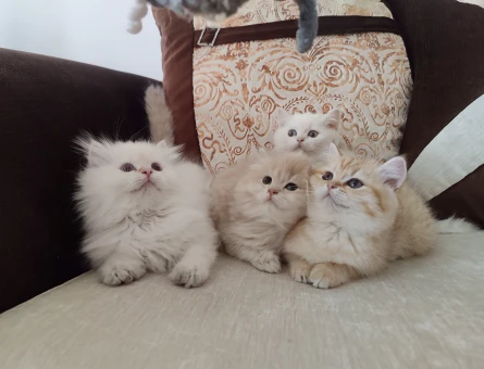 British Shorthair ve Longhair kalitenin tek adresi yavru ve yetişkin arayanlara