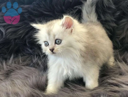 British Shorthair Safkan Ns11 Longhair Yavrumuz