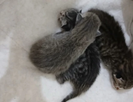 yavru kedi 1 aylıklar