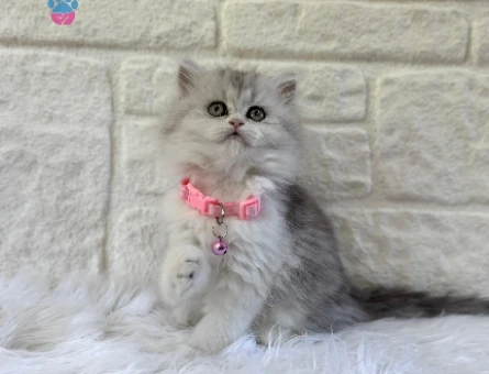 2 Aylık British Longhair Silver Point Dişi