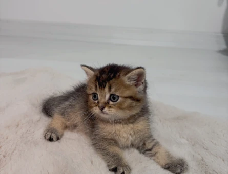 British long ve short hair