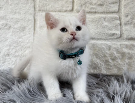British Shorthair Kar Beyazı Erkek