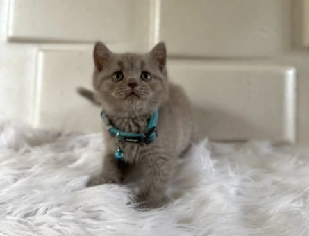 2 Aylık British Shorthair Lilac Erkek