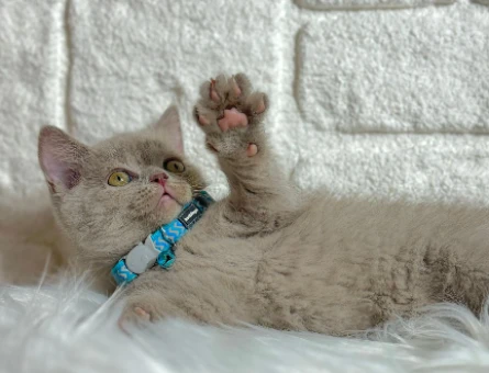 British Shorthair Lilac Erkek 2 Aylık