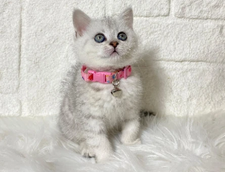 British Shorthair Silver Dişim2 Aylık
