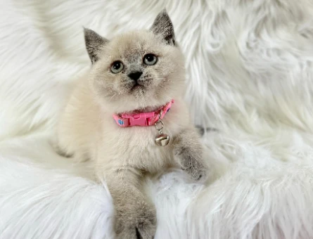 Topaç Kafa British Shorthair Dişi