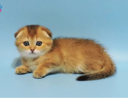 Sarı Fırtına Scottish Fold Golden Erkek