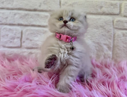 Sıfır Kulak Scottish Longhair Dişi 2 Aylık