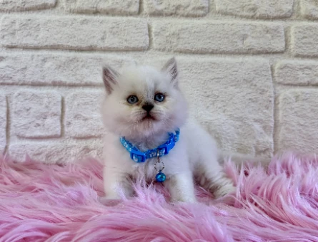 British Longhair Beyaz Erkek Mavi Gözlü