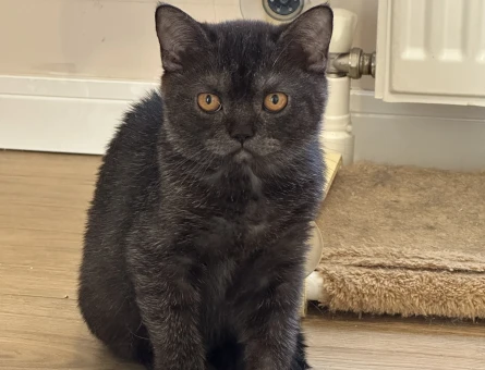 🐾 2,5 Aylık British Shorthair 2 Siyah Yavru – Yeni Yuvasını Arıyor