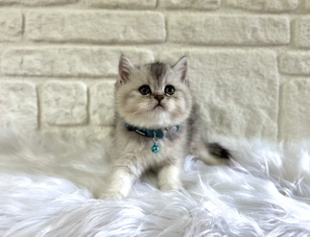British Shorthair Silver Tabby Koca Kafa Erkek Yavrumuz
