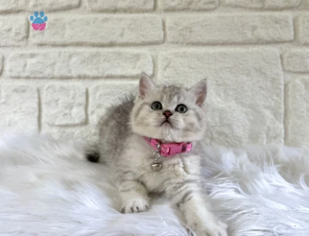 2 Aylık British Shorthair Silver Tabby Dişi Bebeğimiz