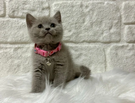 2 Aylık British Shorthair Lilac Sevimli Yavrumuz