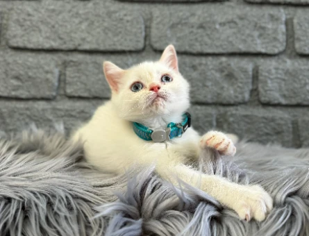 British Shorthair Kar Beyazı 2 Aylık Yavrumuz