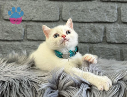 British Shorthair Kar Beyazı 2 Aylık Yavrumuz