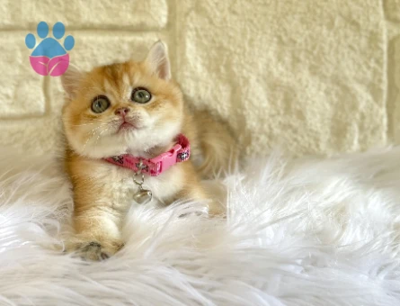 British Shorthair Golden Sarı Kız Yuva Arıyor