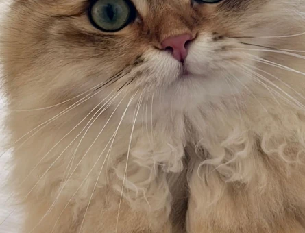 Erkek British Longhair Anne Scottish Straight