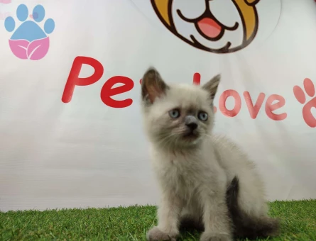 Scottish Fold Dişi ve Erkek Yavrularımız