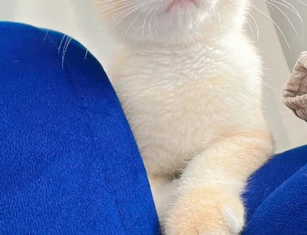 Tarçın kedimize yuva