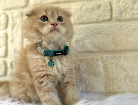 Scottish Fold Longhair Bicolor Erkek 2 Aylık