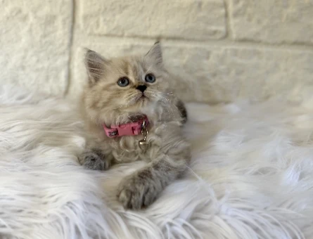 British Longhair Lnyx Point Dişi  2 Aylık