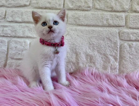 British Shorthair Golden Point 2 Aylık