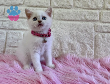 British Shorthair Golden Point 2 Aylık