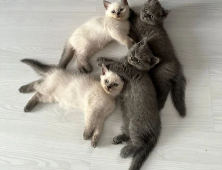 2 aylık british shorthair point dişi-erkek kediler