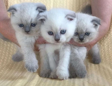 BLUEPOİNT SCOTTİSH FOLD YAVRULARIMIZ